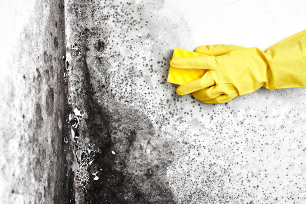 Best Local Mold Removal Service  in Osceola, WI