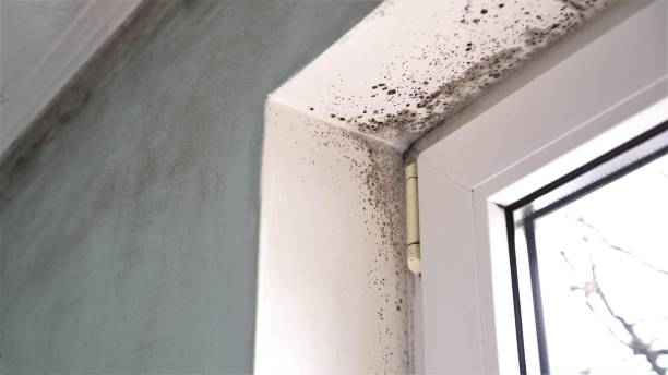 Best Mold Removal and Inspection  in Osceola, WI