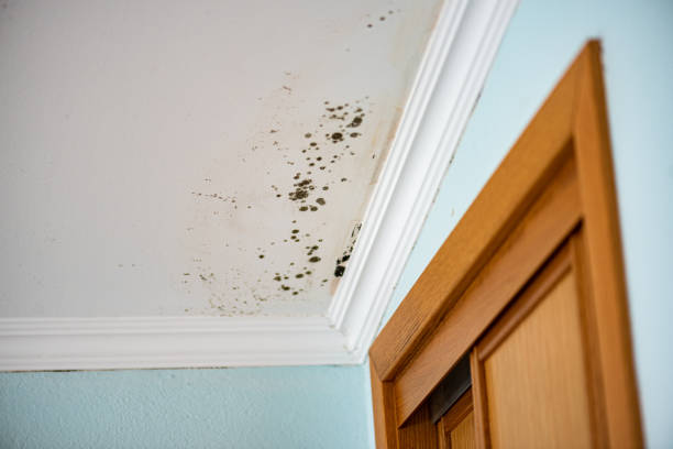 Best Attic Mold Removal  in Osceola, WI