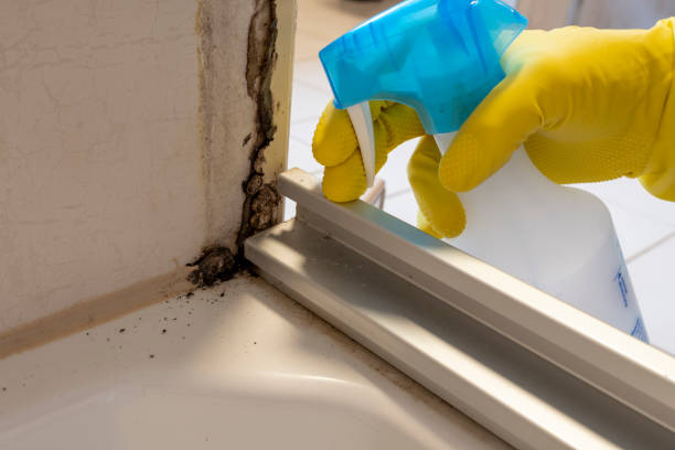 Best Attic Mold Removal  in Osceola, WI