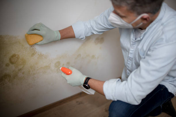 Best Affordable Mold Removal  in Osceola, WI