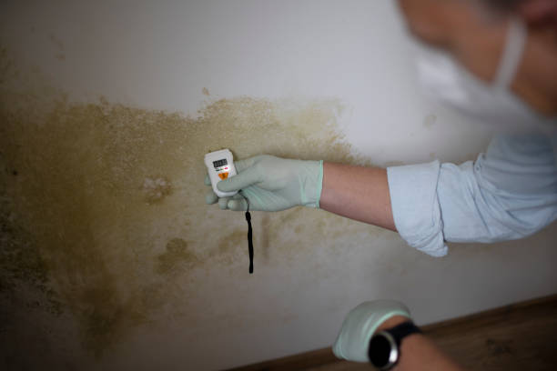 Best Home Mold Removal  in Osceola, WI