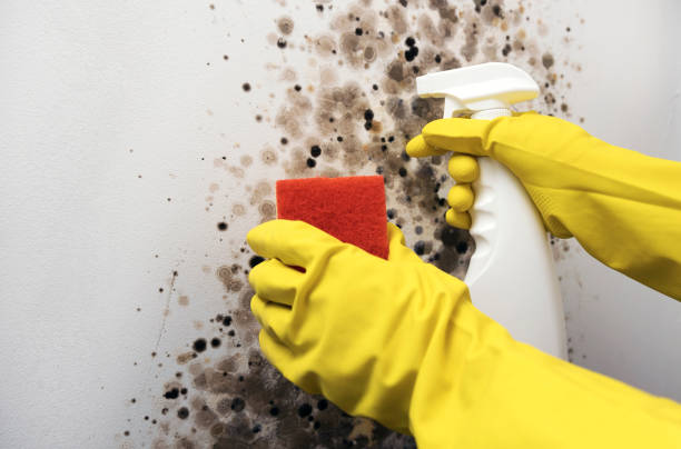 Best Mold Testing and Removal  in Osceola, WI