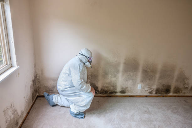 Best Mold Damage Repair  in Osceola, WI