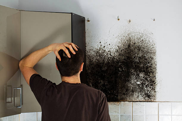 Best Emergency Mold Removal  in Osceola, WI