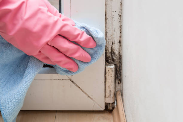 Best Black Mold Removal  in Osceola, WI