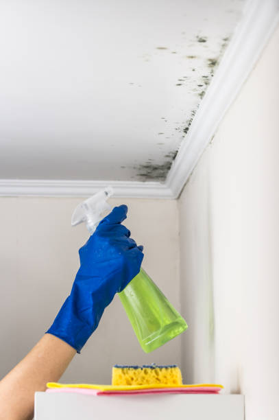 Best Mold Removal Company Near Me  in Osceola, WI